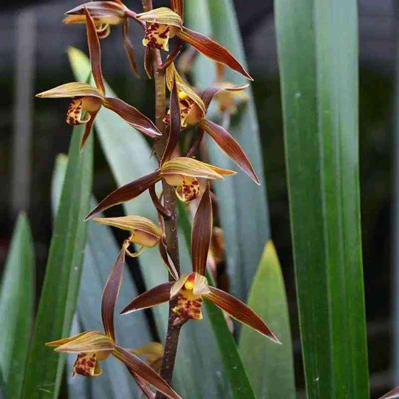 墨蘭今日黃金金價(jià)走勢(shì)圖(墨蘭今日黃金金價(jià)走勢(shì)圖表)插圖5