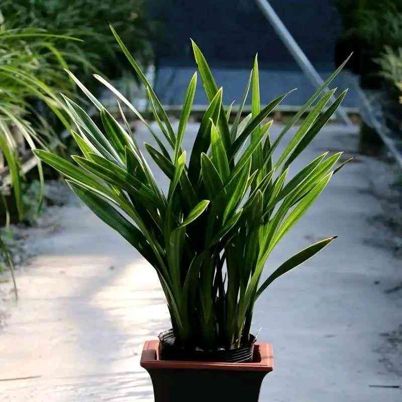 墨蘭今日黃金金價(jià)走勢(shì)圖(墨蘭今日黃金金價(jià)走勢(shì)圖表)插圖6