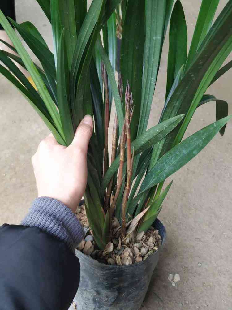 墨蘭今日黃金金價(jià)走勢(shì)圖(墨蘭今日黃金金價(jià)走勢(shì)圖表)插圖7