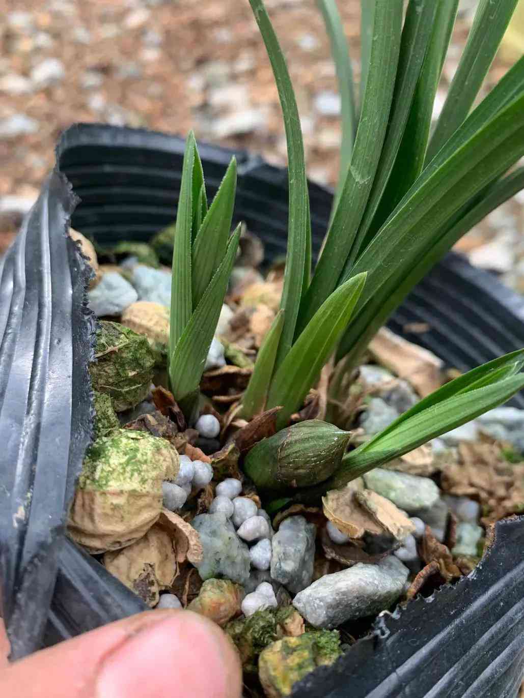 墨蘭今日黃金金價(jià)走勢(shì)圖(墨蘭今日黃金金價(jià)走勢(shì)圖表)插圖8