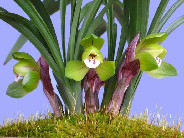 墨蘭今日黃金金價(jià)走勢(shì)圖(墨蘭今日黃金金價(jià)走勢(shì)圖表)插圖9