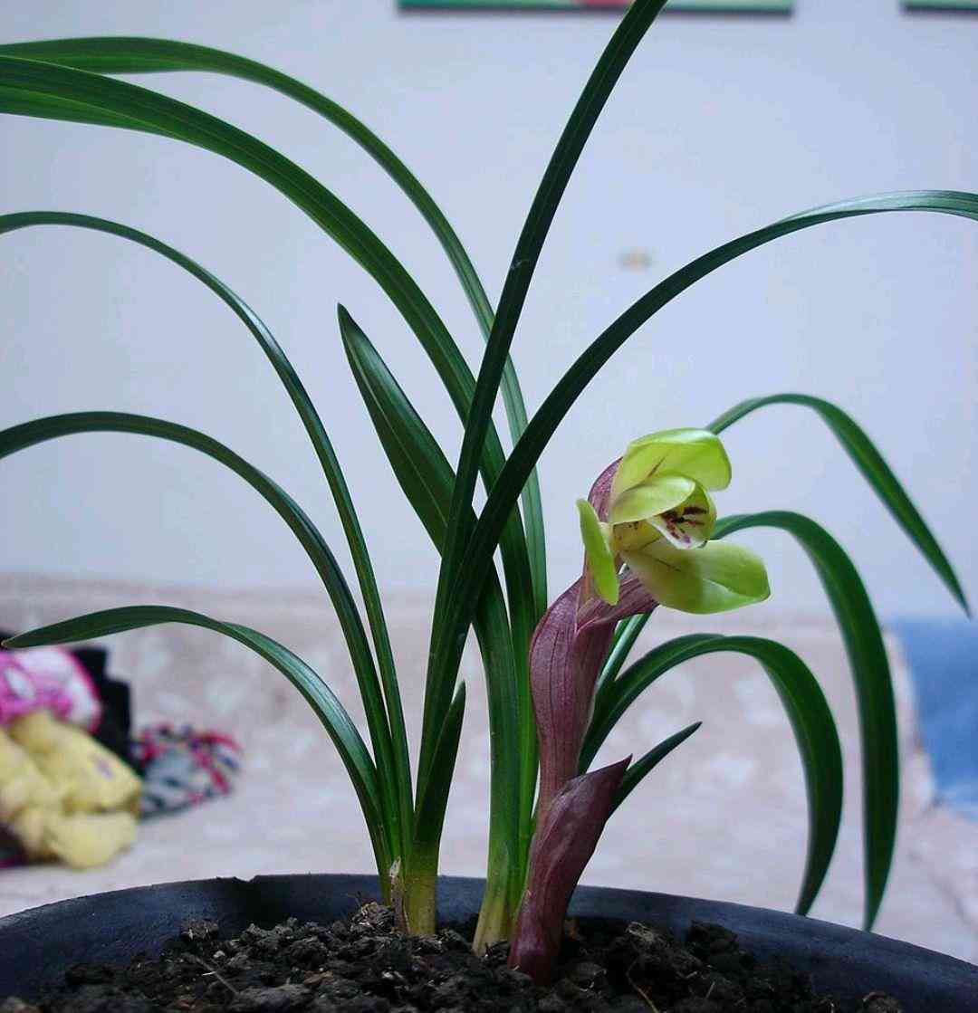 墨蘭今日黃金金價(jià)走勢(shì)圖(墨蘭今日黃金金價(jià)走勢(shì)圖表)插圖10