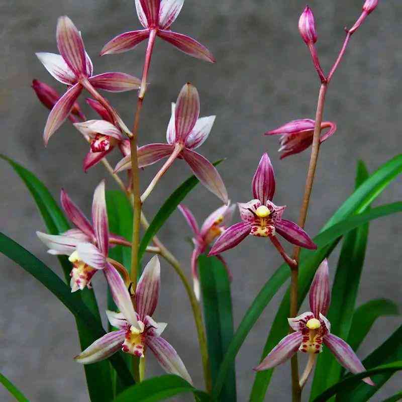 墨蘭今日黃金金價(jià)走勢(shì)圖(墨蘭今日黃金金價(jià)走勢(shì)圖表)插圖11