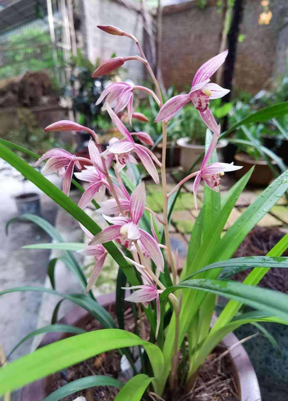 墨蘭今日黃金金價(jià)走勢(shì)圖(墨蘭今日黃金金價(jià)走勢(shì)圖表)插圖12