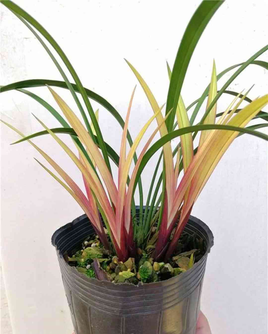 墨蘭今日黃金金價(jià)走勢(shì)圖(墨蘭今日黃金金價(jià)走勢(shì)圖表)插圖13