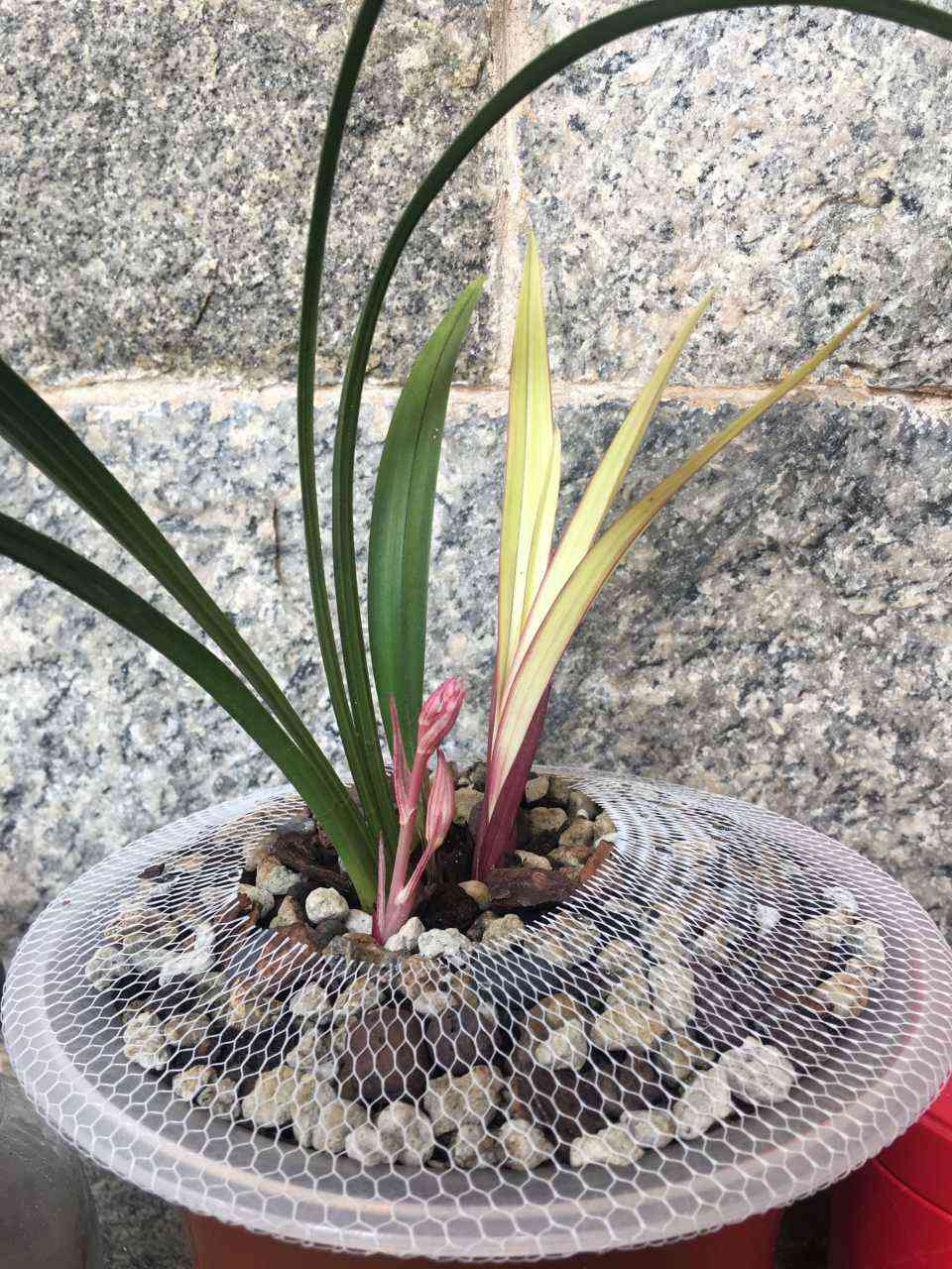 墨蘭今日黃金金價(jià)走勢(shì)圖(墨蘭今日黃金金價(jià)走勢(shì)圖表)插圖14