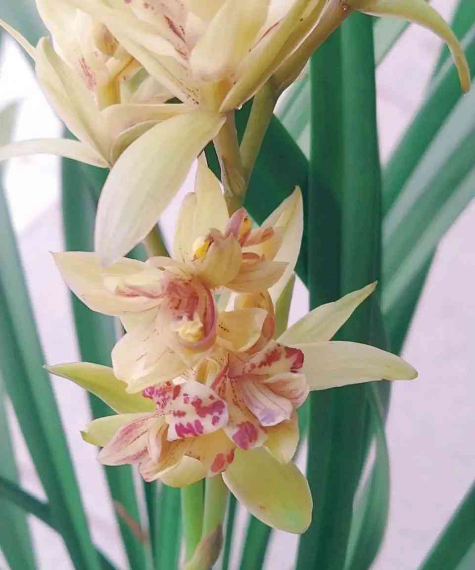 墨蘭今日黃金金價(jià)走勢(shì)圖(墨蘭今日黃金金價(jià)走勢(shì)圖表)插圖15