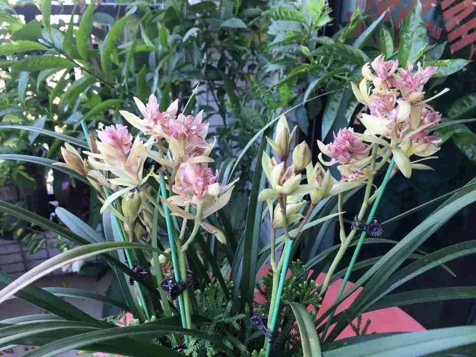 墨蘭今日黃金金價(jià)走勢(shì)圖(墨蘭今日黃金金價(jià)走勢(shì)圖表)插圖16