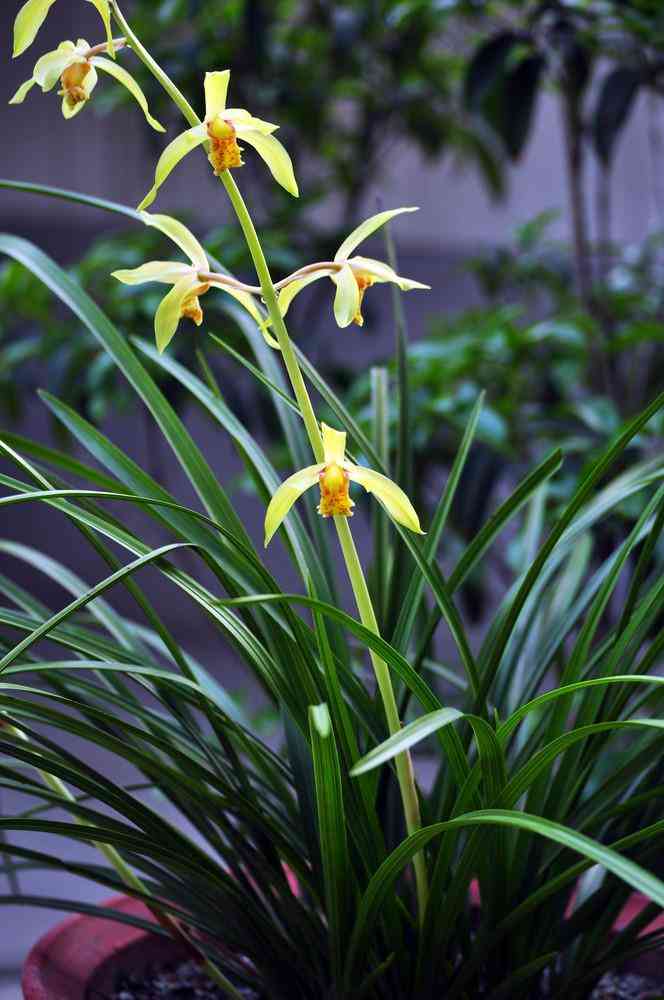 墨蘭今日黃金金價(jià)走勢(shì)圖(墨蘭今日黃金金價(jià)走勢(shì)圖表)插圖18