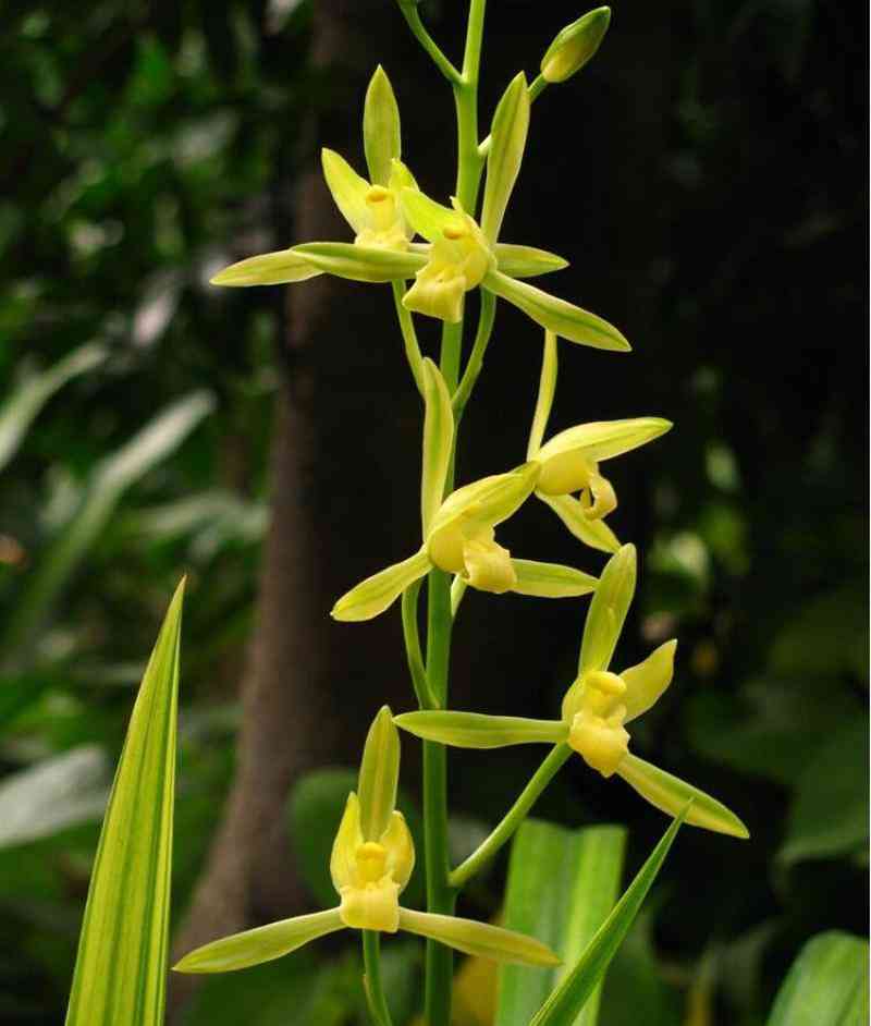 墨蘭今日黃金金價(jià)走勢(shì)圖(墨蘭今日黃金金價(jià)走勢(shì)圖表)插圖19