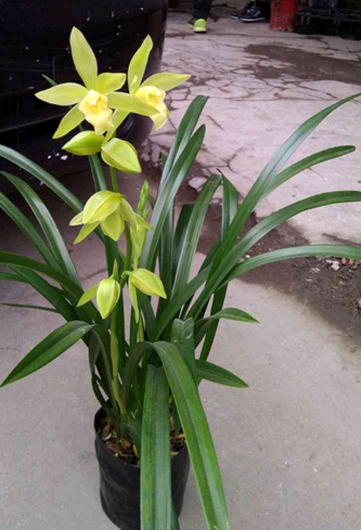 墨蘭今日黃金金價(jià)走勢(shì)圖(墨蘭今日黃金金價(jià)走勢(shì)圖表)插圖20