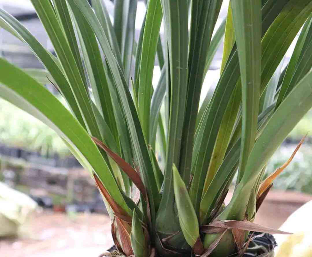 墨蘭今日黃金金價(jià)走勢(shì)圖(墨蘭今日黃金金價(jià)走勢(shì)圖表)插圖21