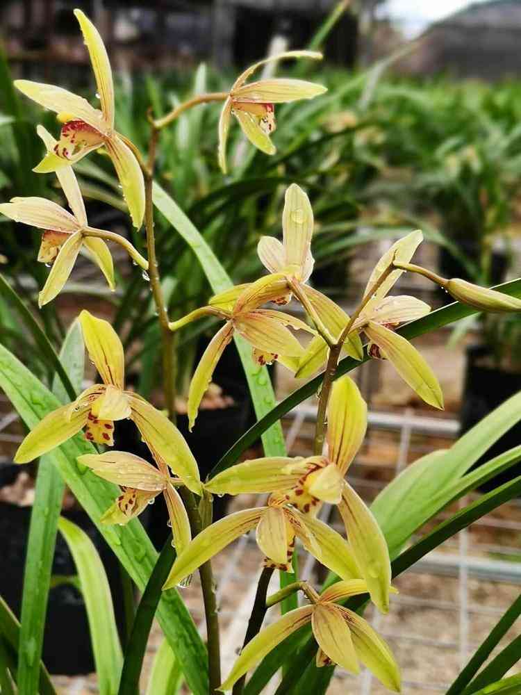 墨蘭今日黃金金價(jià)走勢(shì)圖(墨蘭今日黃金金價(jià)走勢(shì)圖表)插圖22