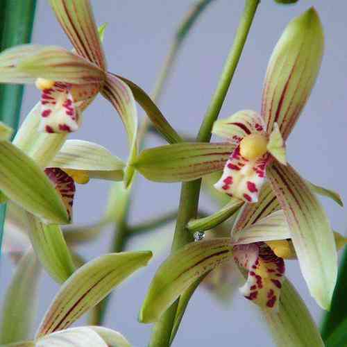 墨蘭今日黃金金價(jià)走勢(shì)圖(墨蘭今日黃金金價(jià)走勢(shì)圖表)插圖23