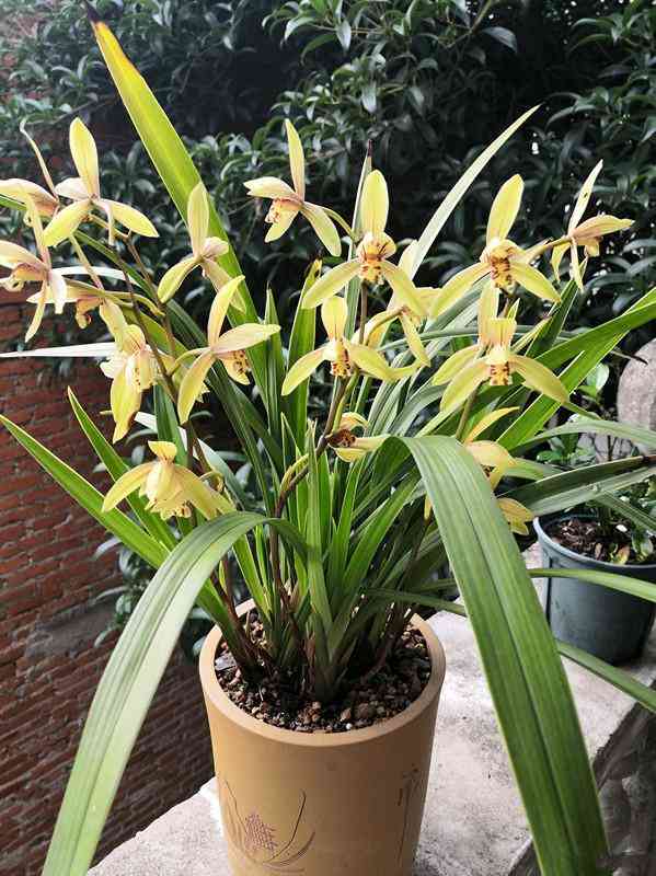 墨蘭今日黃金金價(jià)走勢(shì)圖(墨蘭今日黃金金價(jià)走勢(shì)圖表)插圖24