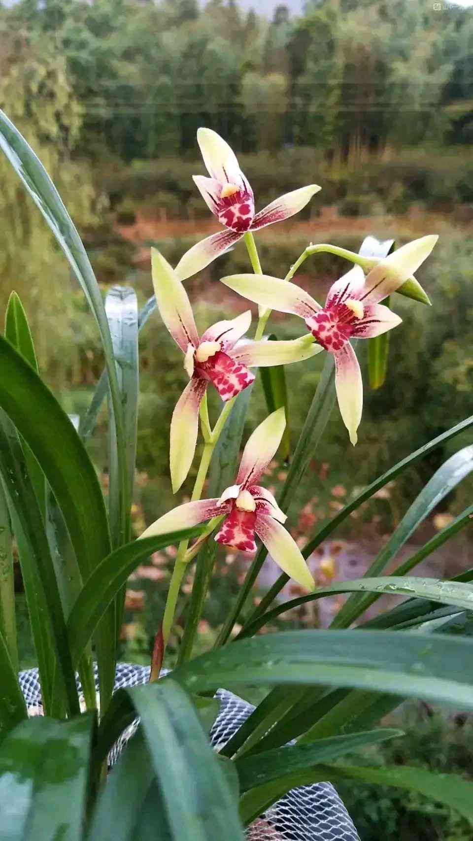 墨蘭今日黃金金價(jià)走勢(shì)圖(墨蘭今日黃金金價(jià)走勢(shì)圖表)插圖25