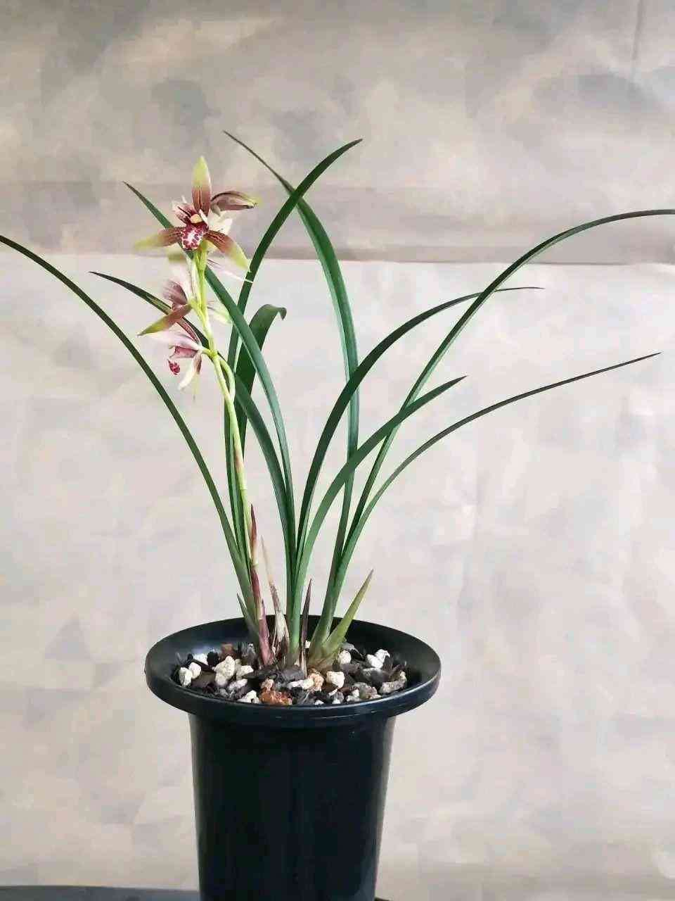 墨蘭今日黃金金價(jià)走勢(shì)圖(墨蘭今日黃金金價(jià)走勢(shì)圖表)插圖26