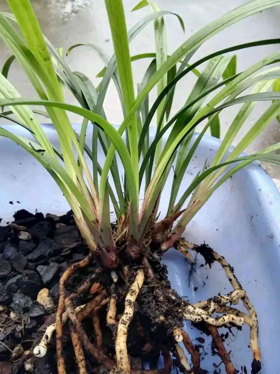 墨蘭今日黃金金價(jià)走勢(shì)圖(墨蘭今日黃金金價(jià)走勢(shì)圖表)插圖27