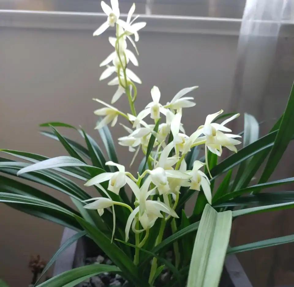 墨蘭今日黃金金價(jià)走勢(shì)圖(墨蘭今日黃金金價(jià)走勢(shì)圖表)插圖28