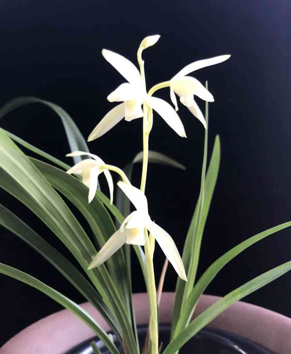 墨蘭今日黃金金價(jià)走勢(shì)圖(墨蘭今日黃金金價(jià)走勢(shì)圖表)插圖29