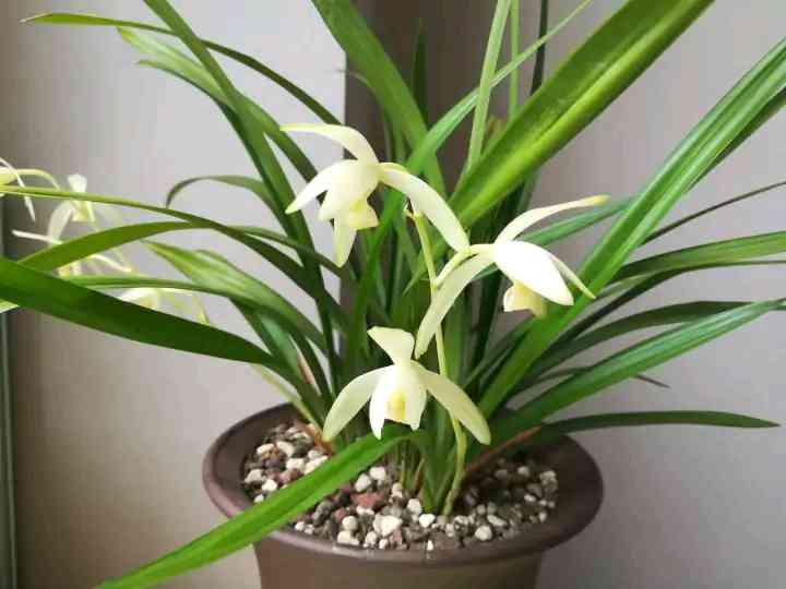 墨蘭今日黃金金價(jià)走勢(shì)圖(墨蘭今日黃金金價(jià)走勢(shì)圖表)插圖30