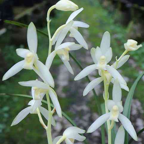 墨蘭今日黃金金價(jià)走勢(shì)圖(墨蘭今日黃金金價(jià)走勢(shì)圖表)插圖31