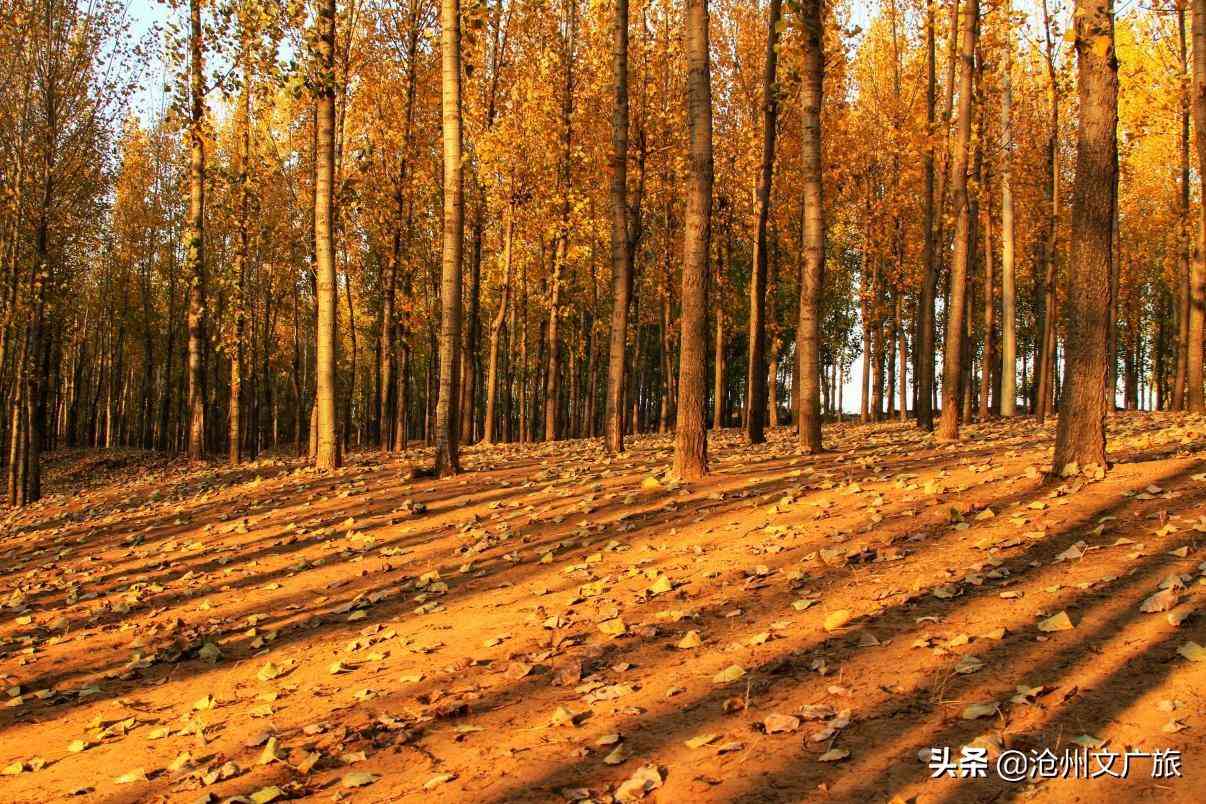 今日黃金價格海興(今日黃金價格275元)插圖5