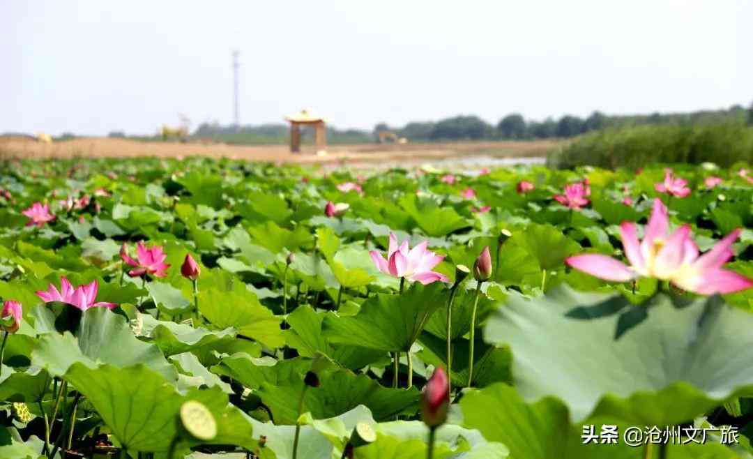 今日黃金價格海興(今日黃金價格275元)插圖10