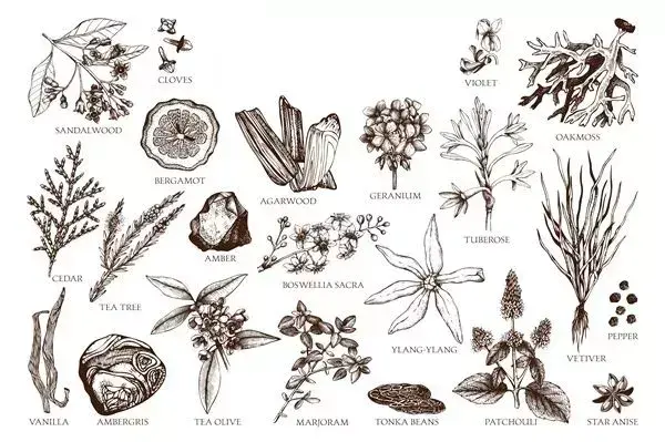 化妝品與中醫(yī)藥(化妝品與中醫(yī)藥相關(guān)條文)