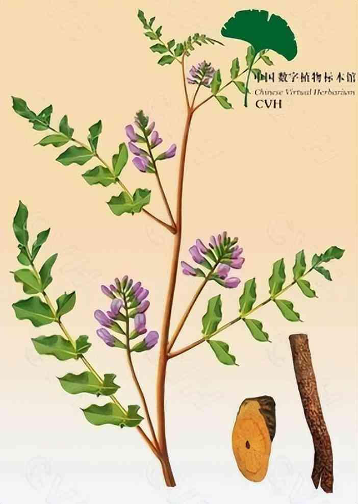 甘草在化妝品中作用與功效(甘草在化妝品中的作用與功效)