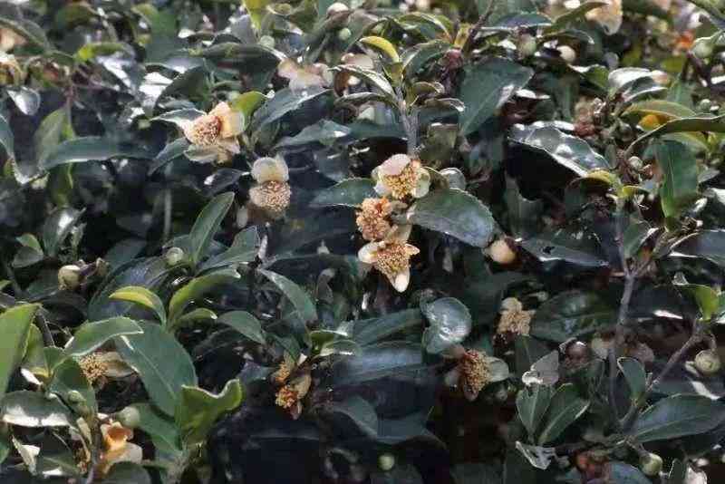 美白化妝品花的圖片(美白化妝品的功效可以從什么及有效性?xún)蓚€(gè)角度進(jìn)行評(píng)估)