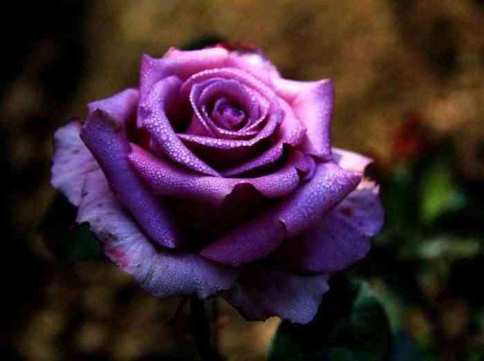 新鮮桃花怎么做化妝品(新鮮桃花怎么做化妝品視頻)