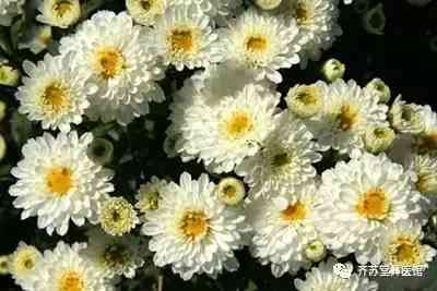 小白菊化妝品功效(小白菊化妝品功效怎么樣)