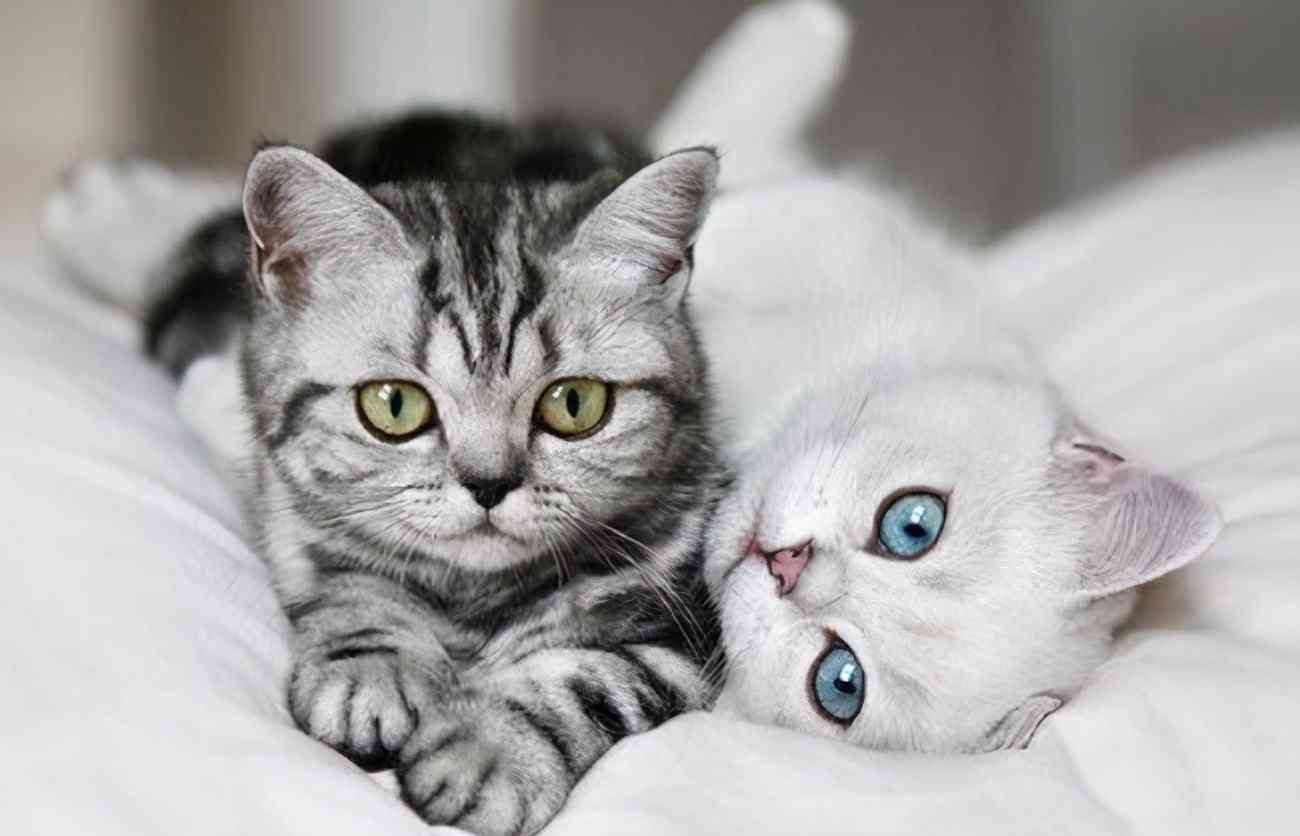 聰明貓化妝品好不好(聰明貓化妝品好不好用呀)