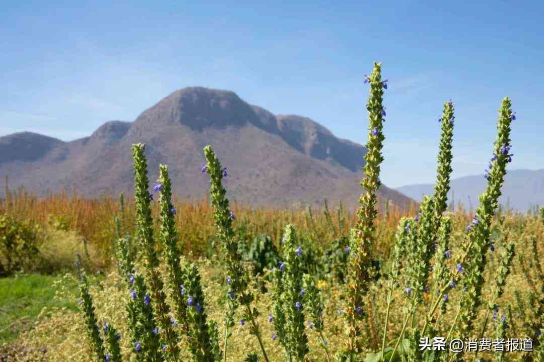 雅姿牌子化妝品好用不貴(雅姿牌子化妝品好用不貴的有哪些)