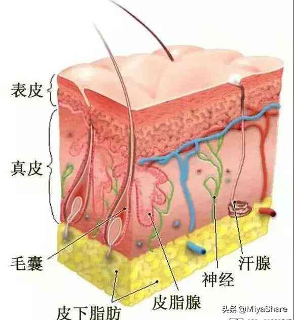 化妝品只能到表皮層(化妝品只能到表皮層用嗎)