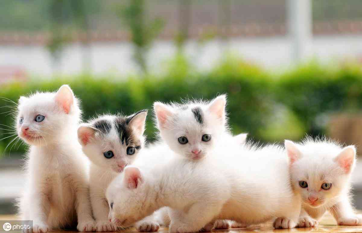 貓瘟檢測化妝品全套圖片(貓瘟檢測結(jié)果圖片)