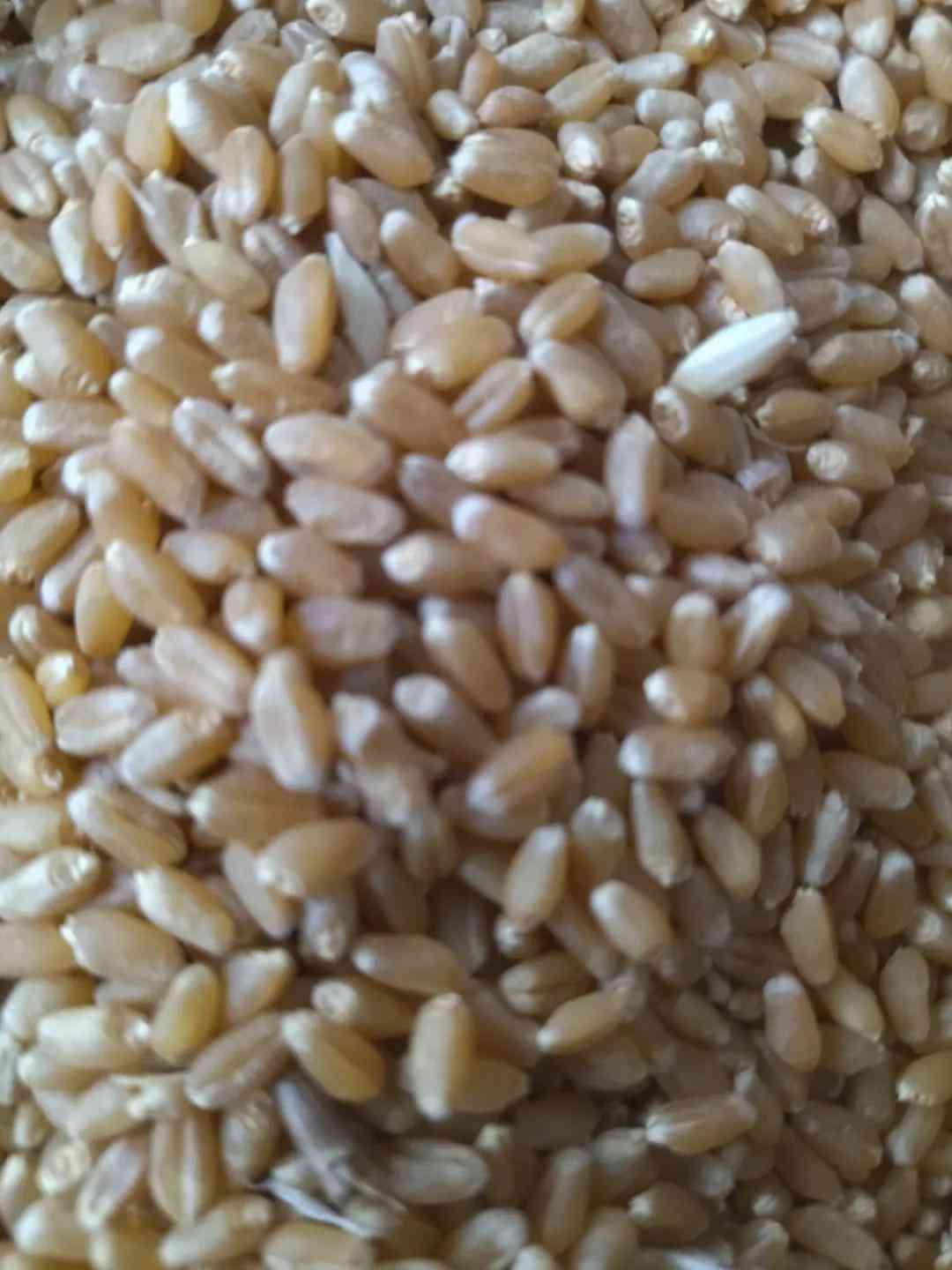 9月6日今日黃金價(jià)(9月6日今日黃金價(jià)格是多少)