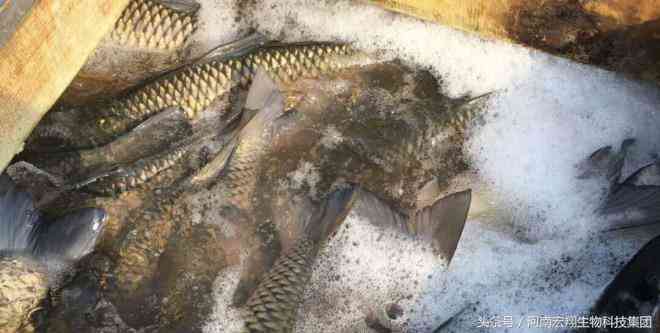 湖北仙桃商城今日金價(jià)(湖北仙桃商城今日金價(jià)查詢)