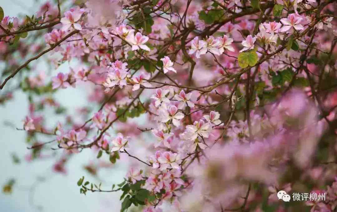 模特化妝品文案圖片(化妝品模特照片大全圖片)