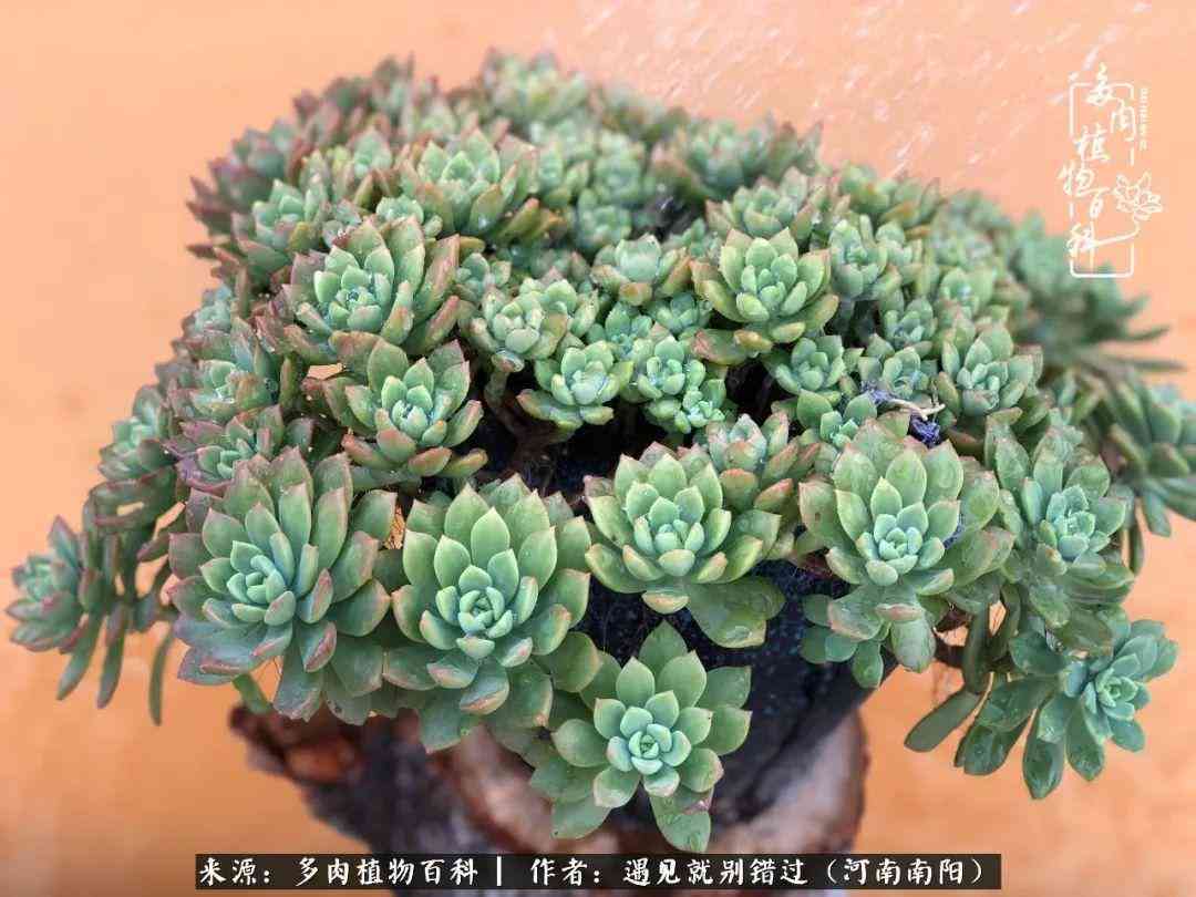 南陽佳美化妝品店(南陽嘉美店的東西是正品嗎)