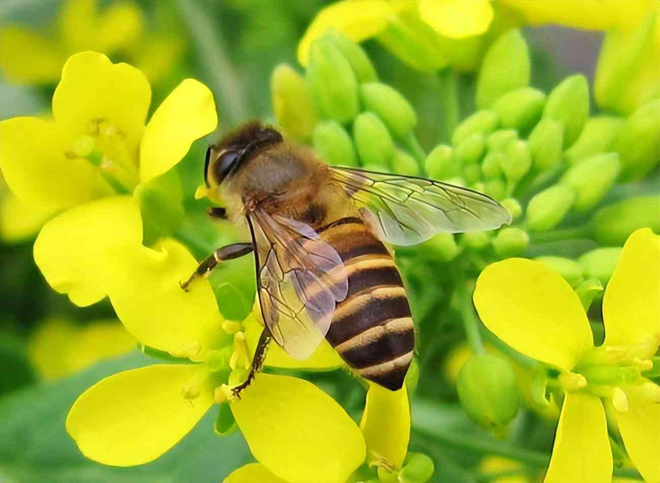 化妝品油性原料分類(化妝品常用油性原料的安全風(fēng)險(xiǎn))