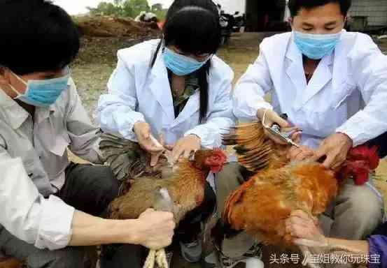 血珀的價(jià)格(血珀的價(jià)格是多少)