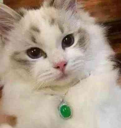 帝王綠翡翠手鐲七億價(jià)格(帝王綠翡翠手鐲7億)