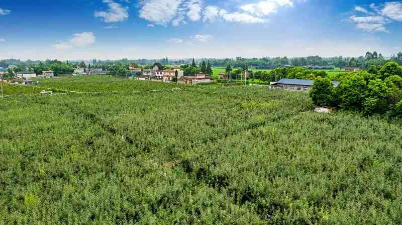 崇州市今日金價多少(崇州黃金回收多少錢一克)