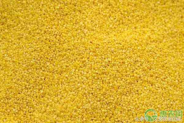 林州今日黃金價(jià)格(安陽今日黃金價(jià)格)