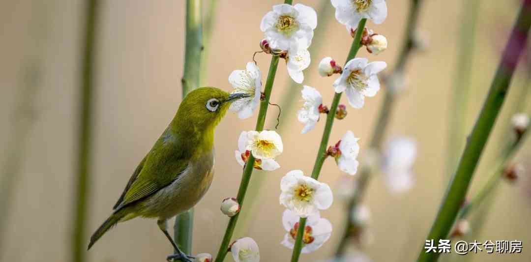 西安雁塔黃金價(jià)格查詢今日(西安今日黃金價(jià)格表中國(guó)黃金)