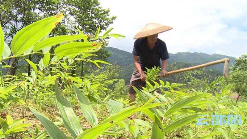 邵東黃金價(jià)格今日查詢(邵東黃金價(jià)格走勢(shì))