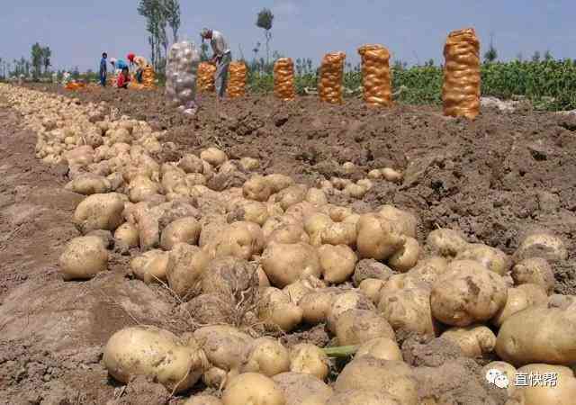 今日金價(jià)平?jīng)?今日金飾品金價(jià))