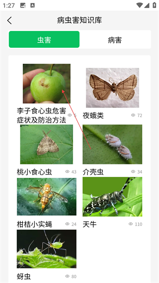 八步三華李產(chǎn)業(yè)分析
